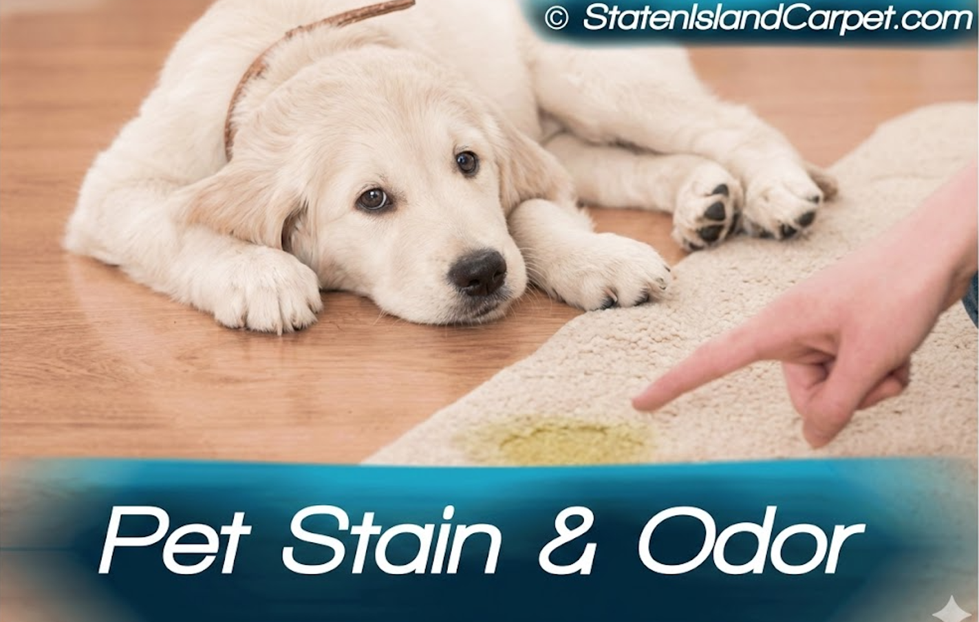 Pet Stains & Odor Removal